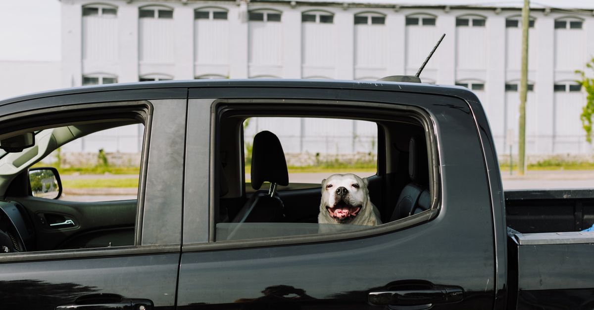 Child or Pet Locked in a Hot Car in San Antonio: Exactly What to Do — Trusted San Locksmith