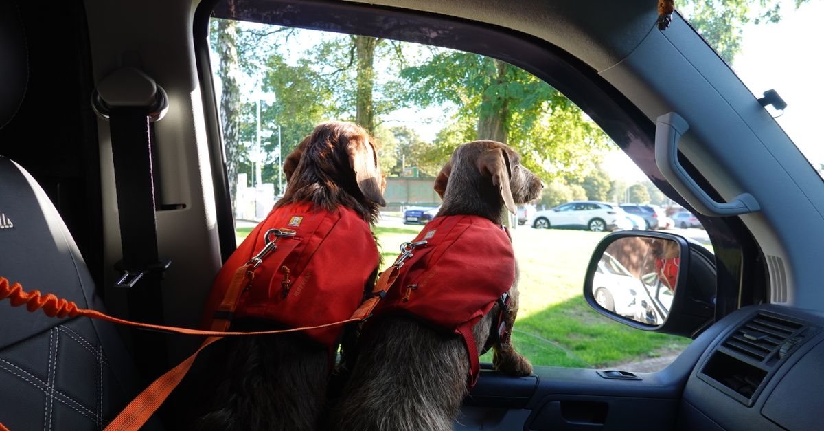 Child or Pet Locked in Car — Trusted San Locksmith